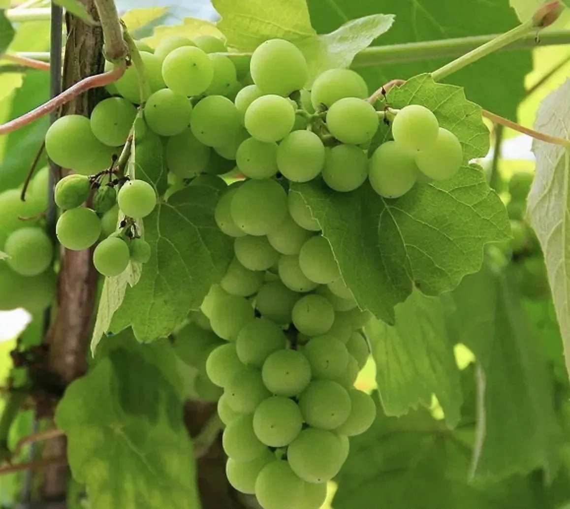 Une grappe de raisins verts encore acides, sur la vigne, entre les feuilles.